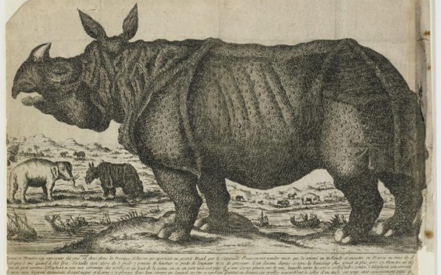 Drawing of rhinoceros