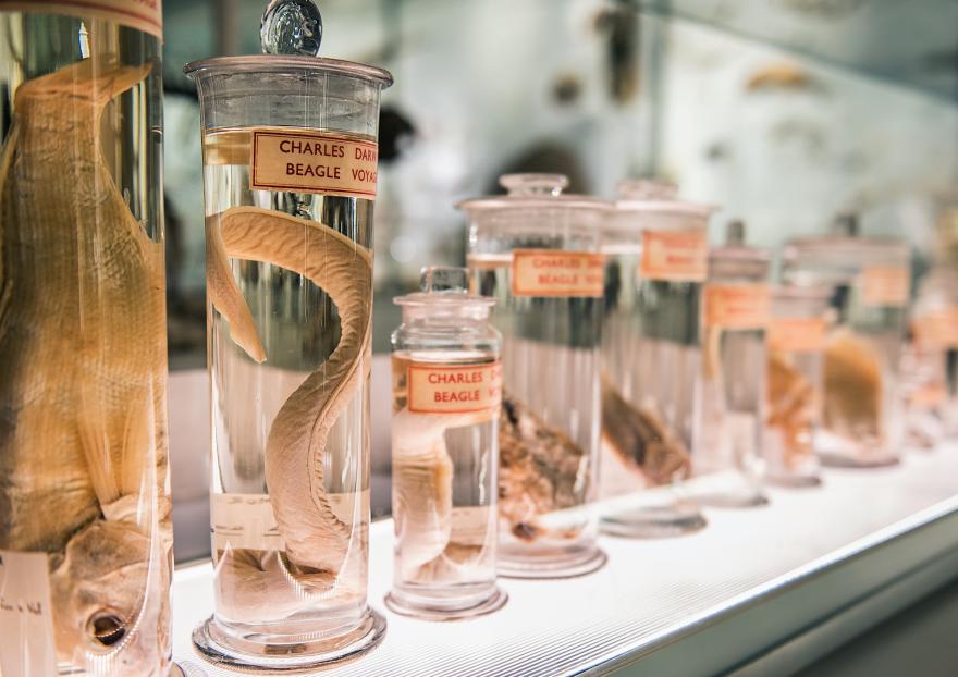 Museum specimens in jars