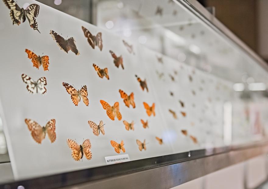 Butterfly museum specimens